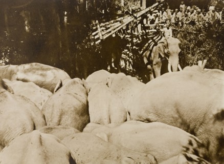 A 'koomkee' enters the stockade. A 'koomkee' (tame elephant) enters a stockade containing a newly