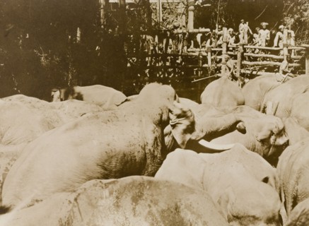 Fall of the gate. The gate falls on a stockade containing a newly impounded herd of wild elephants,
