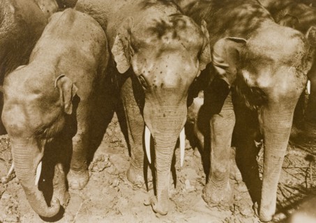 Promising young 'tuskers'. Three wild elephants wait in a stockade shortly after their capture from
