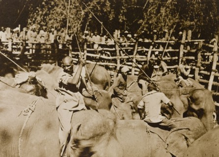 Koomkees' at work. Koomkees' (tame elephants) and their mahouts (elephant handlers) attempt to