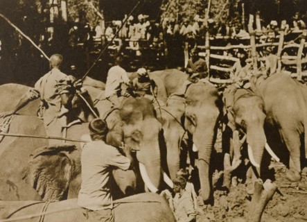 Koomkees' at work. Koomkees' (tame elephants) and their mahouts (elephant handlers) attempt to