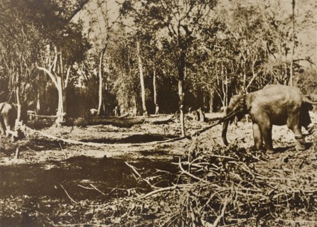 Tethered elephants. Several wild elephants are tethered to trees in a jungle clearing, captured by