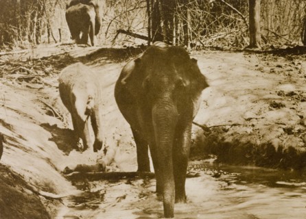 Elephants drinking. An Asian elephant (Elephas maximus) takes the opportunity to drink and wet its