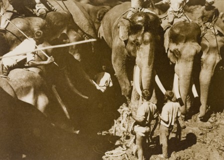 Restraining a single 'tusker'. Koomkees' (tame elephants) and their mahouts (elephant handlers)
