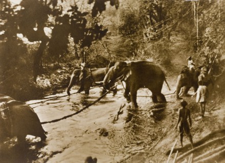 Captured elephants. Koomkees' (tame elephants) and their mahouts (elephant handlers) tow a number
