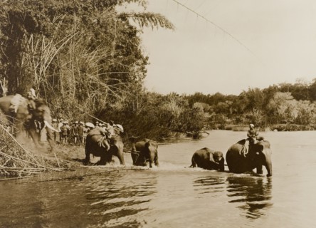 Captured elephants. The Maharajah of Mysore (Krishna Raja Wadiyar IV, 1884-1940) and his guests,