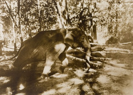 A long and a strong pull'. A newly captured wild elephant tries desperately to free itself from