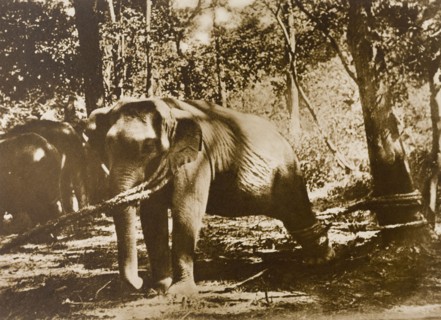 Elephant in restraints. A newly captured wild elephant tries desperately to free itself from