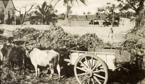 Jamiacan sugar cane cart. Two long horned cattle are yoked together to an empty cart, ready to be