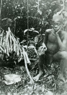 Boy collecting rubber. A young slave collects rubber vines for the Anglo-Belgian India Rubber