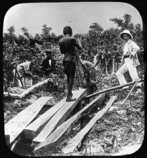 A European supervisor oversees a group of Congolese slaves as they work splitting timber in a forest. Congo Free State (Democratic Republic of Congo), circa 1905