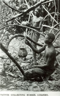 Congolese slaves tapping latex. Two male slaves tap rubber trees for latex on a colonial plantation