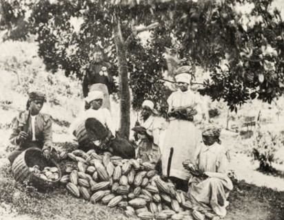 Pulping cocoa', Jamaica. A group of Jamaican women work their way through a pile of harvested cacao