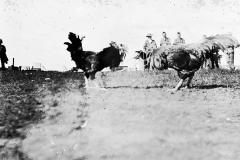 Cock fight, South Africa. An unusual shot, taken from ground level, of two cockerels ready to