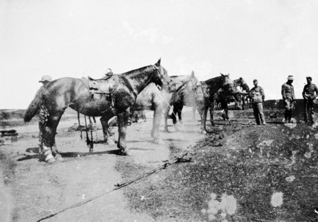 Royal Field Artillery horses, South Africa. Saddled horses wait in a line at a military camp