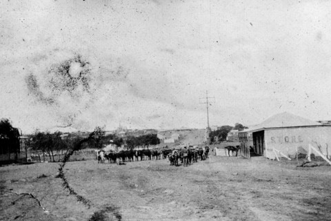 Cattle outside a store. A small herd of cattle are yoked together on the road outside a town store.