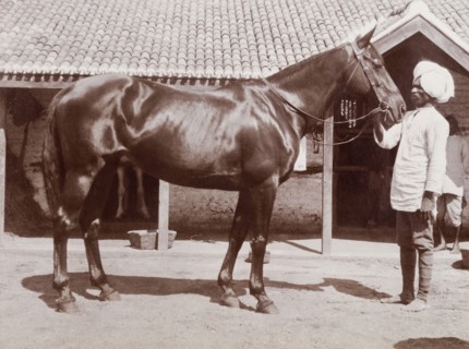 Indian 'syce' with a horse. An Indian 'syce' (hostler) poses in profile, holding the reins of a