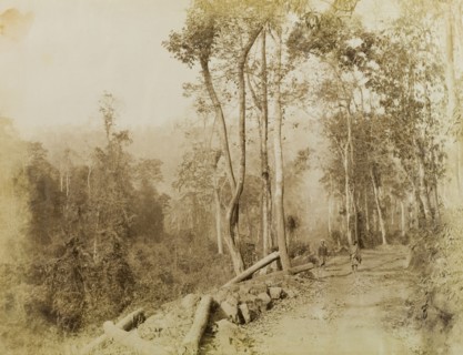 The Morgandine Pass. Trees line a rough track at the Morgandine Pass. Timbers lying beside the path