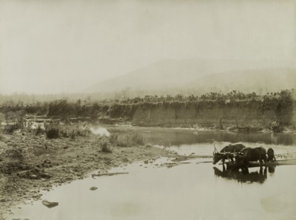 Transporting bamboo at Wuntho. Two bullocks, harnessed together by a wooden yoke, haul a bundle of