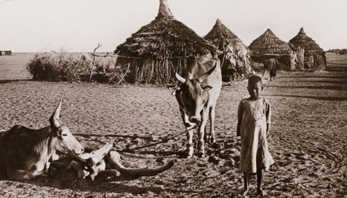 Child with cows at Duem, Sudan. A young Sudanese child stands beside two horned cows outside a row