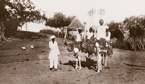 Riding ostriches at Wad Madani. Four Sudanese men and boys ride ostriches at Wad Madani, guided