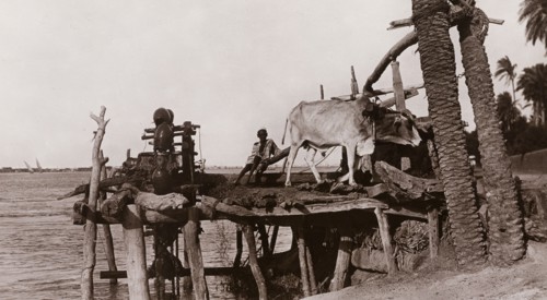 An ox-driven 'sakian'. An ox walks in circles to power a water wheel or 'sakian' (meaning 'saxon')