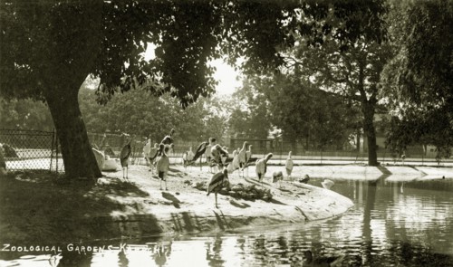 Storks in the Zoological Gardens of Karachi. Several storks preen themselves beside a pool inside