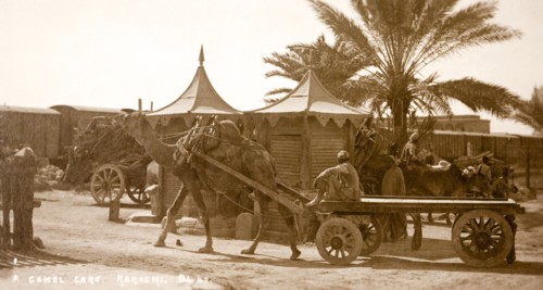 A camel cart in Karachi. A harnessed camel pulls an empty cart past several bullock-driven carts