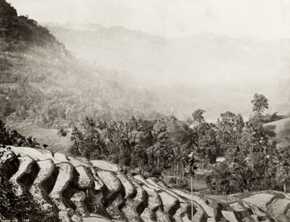Terraced rice fields, Ceylon. View across a misty mountain valley showing terraced rice fields.