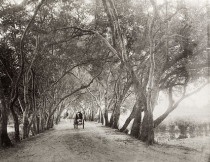 A rural road near Kandy. A small horse-drawn cart makes its way along an avenue of flame trees and