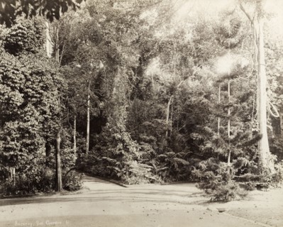 Botanical gardens, Singapore. A fork in the path leads through trees and ferns in Singapore's
