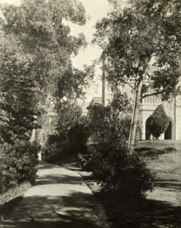 In the grounds of Government House, Perth. A tree-lined pathway in the gardens of Perth's