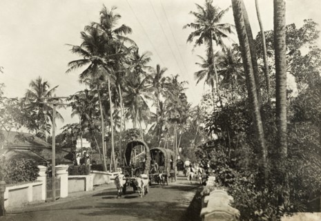 Cattle-drawn carts in Colombo. Covered carts drawn by pairs of yoked cattle process along a