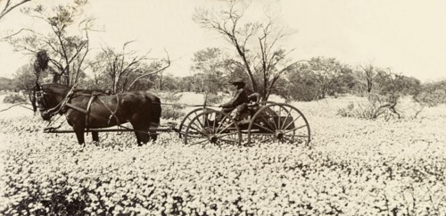 Sir Lawley drives through a field of wild flowers. Sir Arthur Lawley, Governor of Western