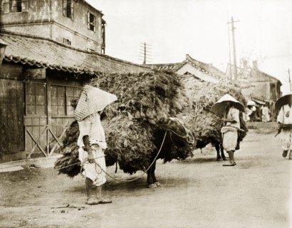 Bulls laden with pine branches. Two harnessed bulls stand in the street, laden with huge bundles of