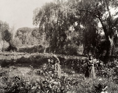 Women gathering lilies. Two Cape Malay women gather lilies in a field. Cape Town, South Africa,