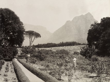 Cecil Rhodes' rose garden. View over Cecil Rhodes' rose garden looking towards Table Mountain and