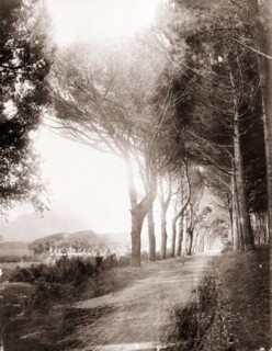 Avenue at Groote Schuur estate. View down a tree-lined avenue in the grounds of Groote Schuur