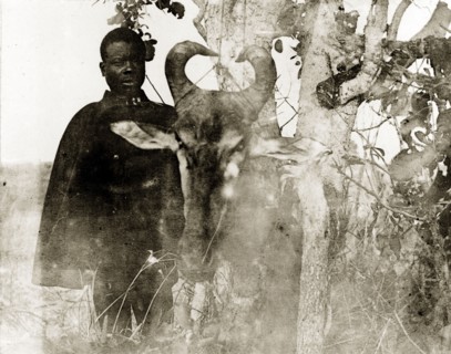 The head of a wildebeest. An African man poses beside the severed, horned head of a wildebeest,