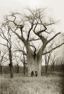 A Baobab tree. Two men are dwarfed by a Baobab tree (Adansonia digitata), located near the Zambezi