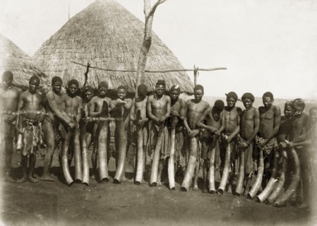Ivory haul from Katanga. A line of African men pose for the camera, each holding a large elephant
