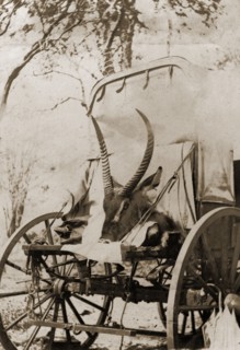 Hunting trophy loaded on wagon. The head of a Waterbuck (Kobus ellipsiprymnus), shot during a