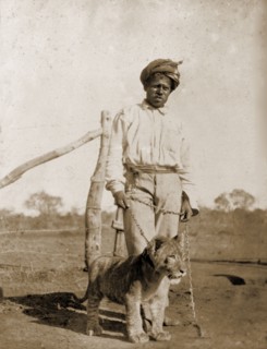 Servant with a pet lion cub. A turbaned servant poses for the camera, holding the chain leash of a