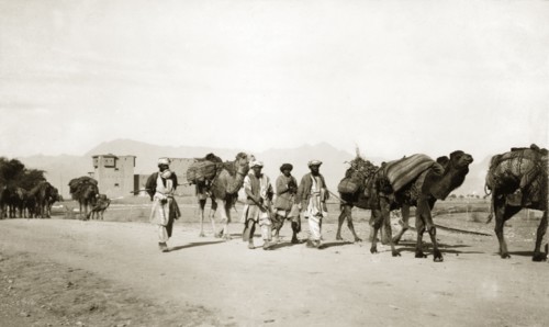 Driving camels along the Khyber Pass. Indian men drive camels laden with bundles of supplies past a