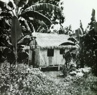 A wattle and thatch hut in the Blue Mountains. A hut made from wattle and thatch hides in