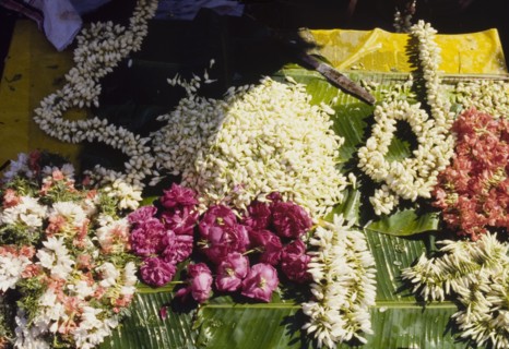 Garlands at an Indian flower market. Colourful flowers are strung into patterned garlands at a