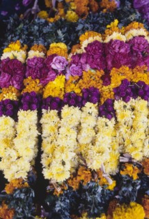 Garlands at an Indian flower market. Colourful flowers are strung into patterned garlands at a