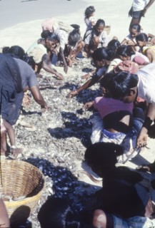Sorting a fish catch in India. Indian women and children sort through a morning's fish catch, most
