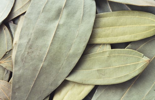 Curry leaves. Curry leaves are the aromatic leaf of the Curry Tree (Murraya koenigii) that is
