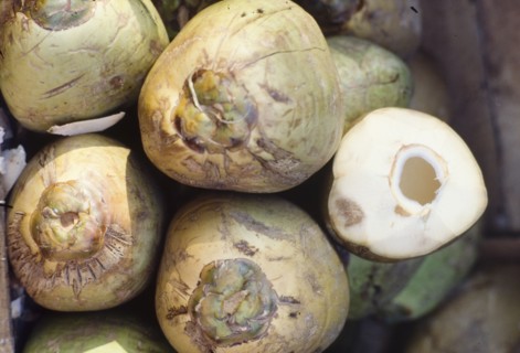 Fresh coconut. A display of fresh coconut (Cocos nucifera) at a market stall in Bombay. Bombay